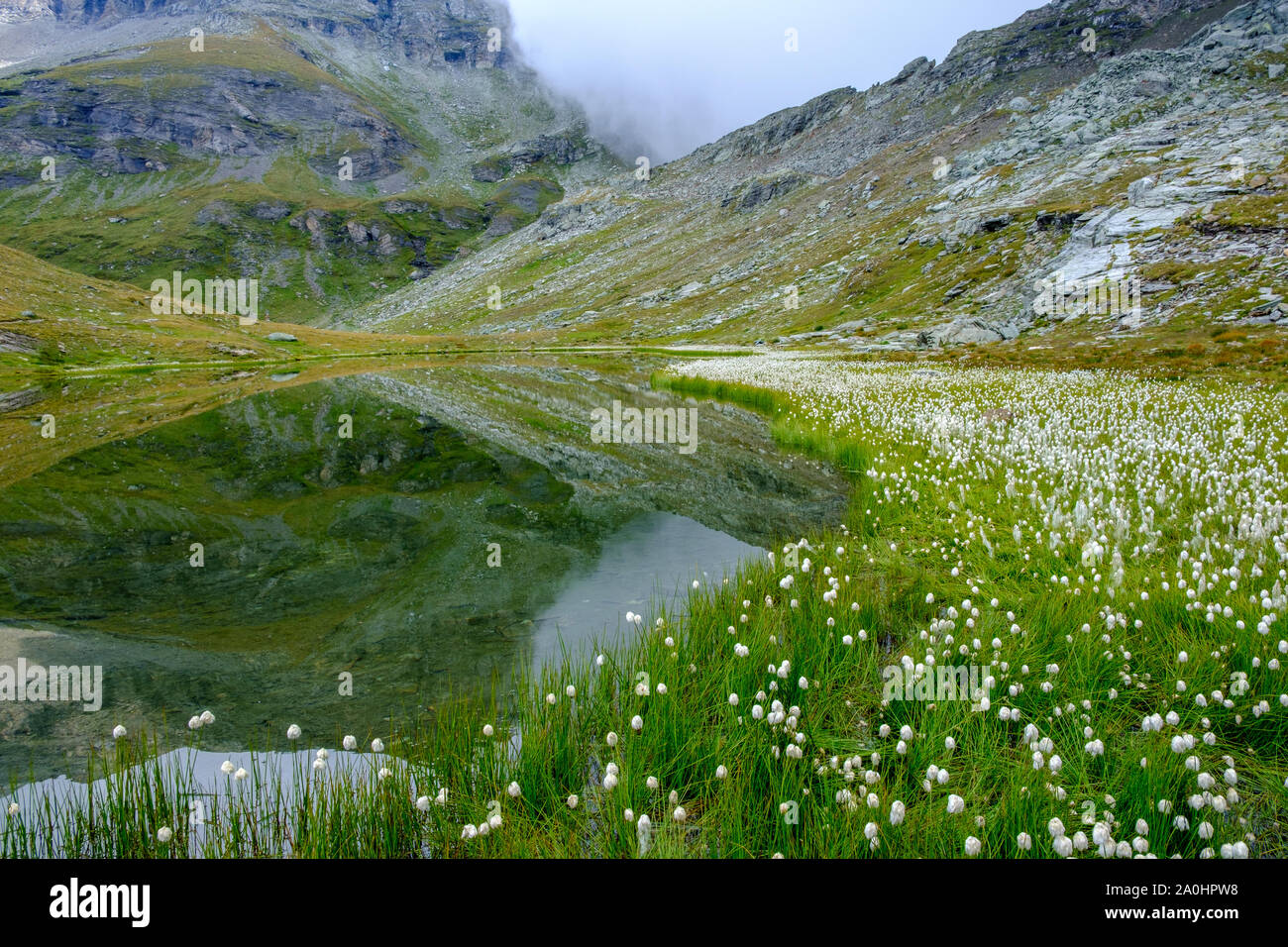 Fleurs poussant sur la frontière du lac Pinter, Champoluc, Italie Banque D'Images