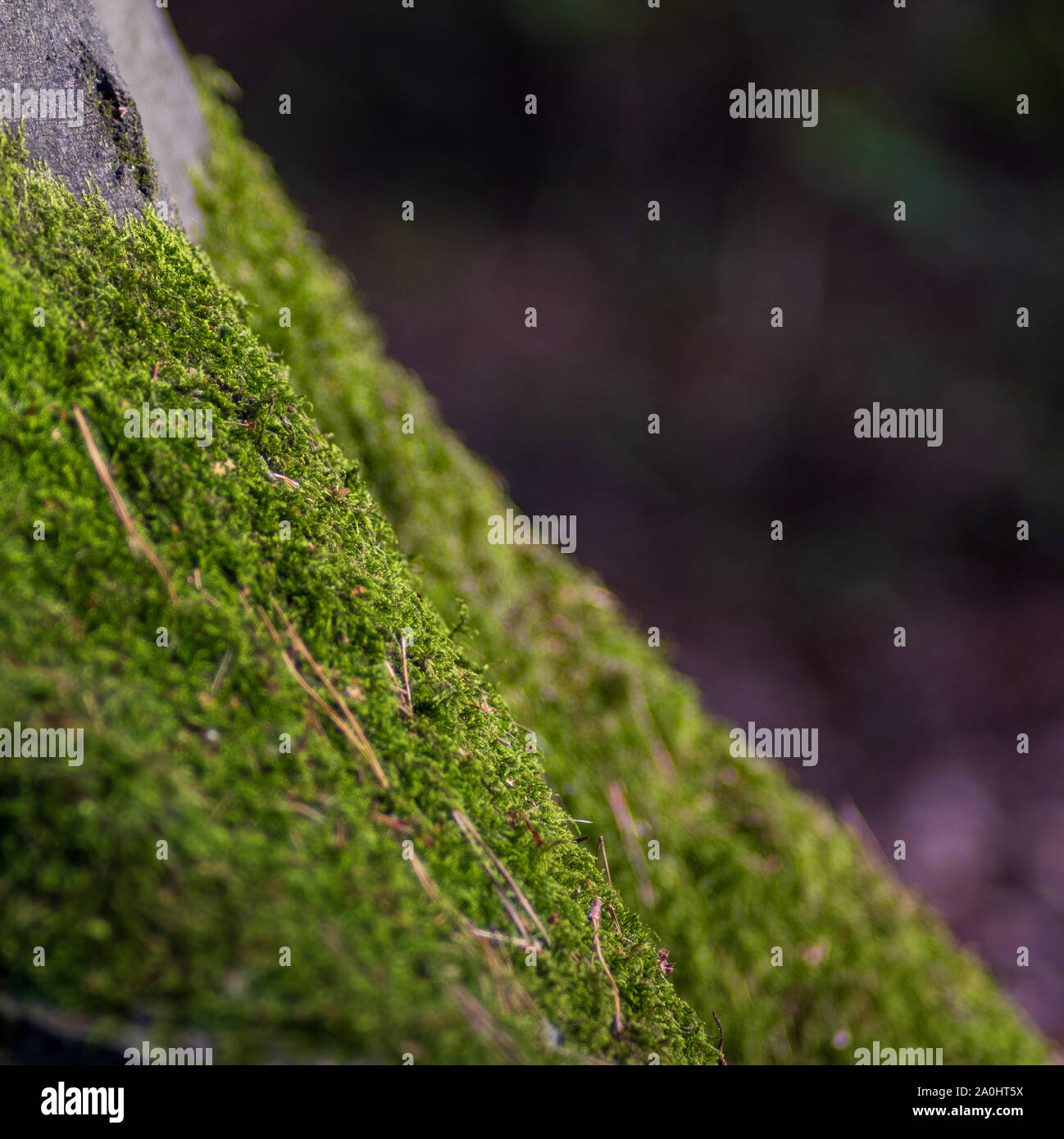 Mousse à la base d'un tronc d'arbre Banque D'Images