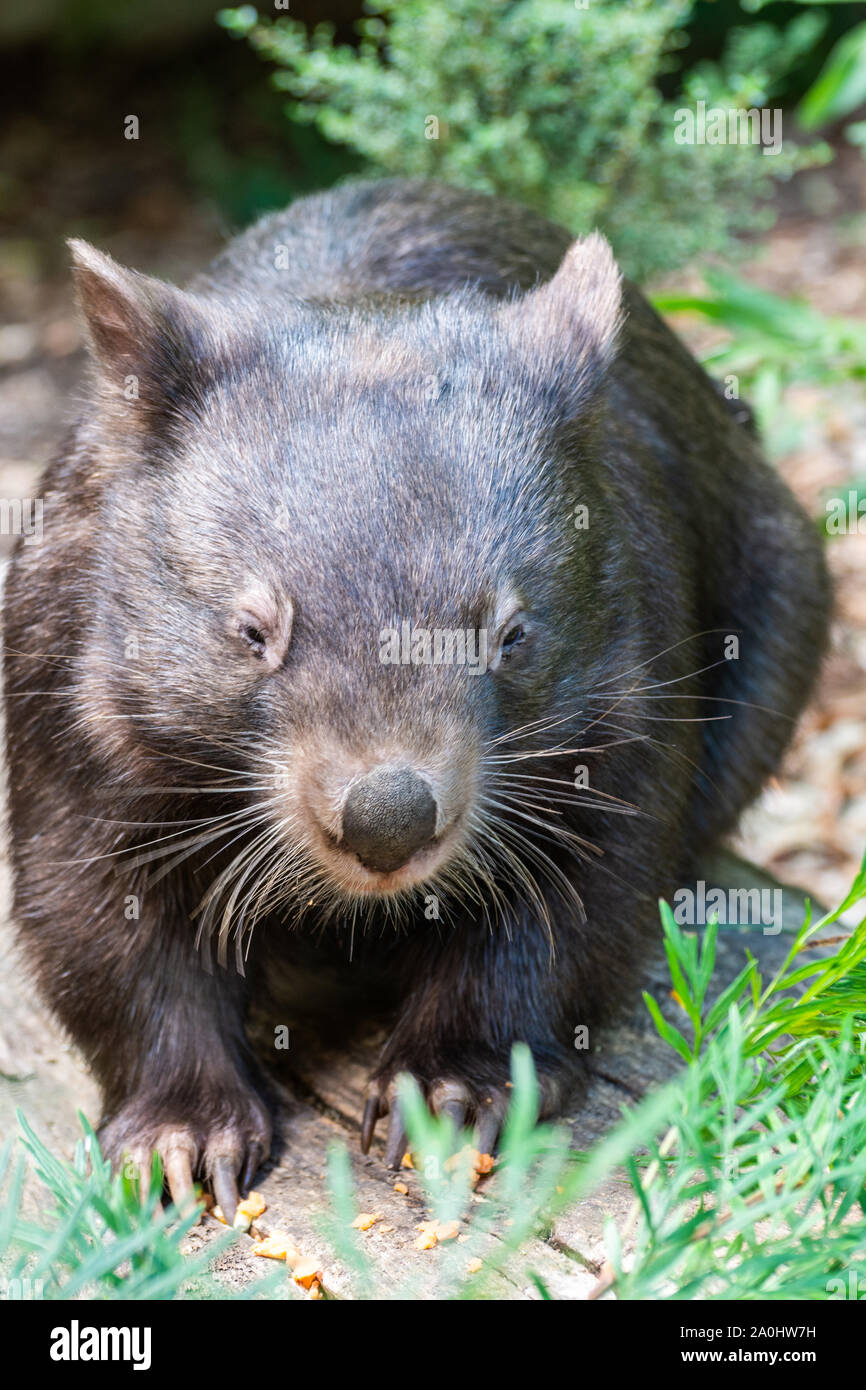 Wombat commun (Vombatus ursinus) en Australie. Banque D'Images