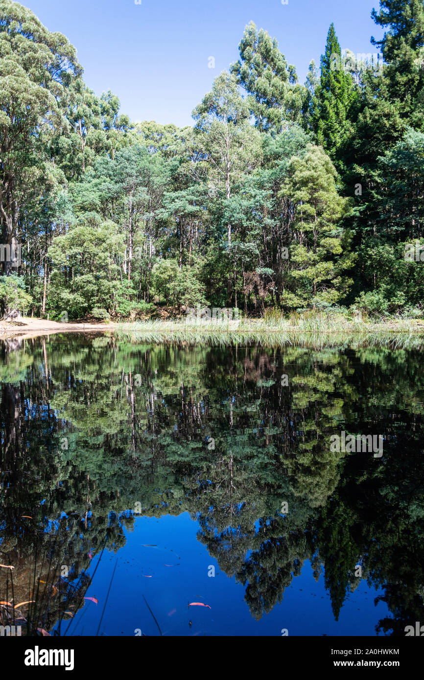 Lac Sanatorium à l'homme en Macédoine va salon de Victoria, en Australie, les eucalyptus avec reflets dans l'eau. Banque D'Images