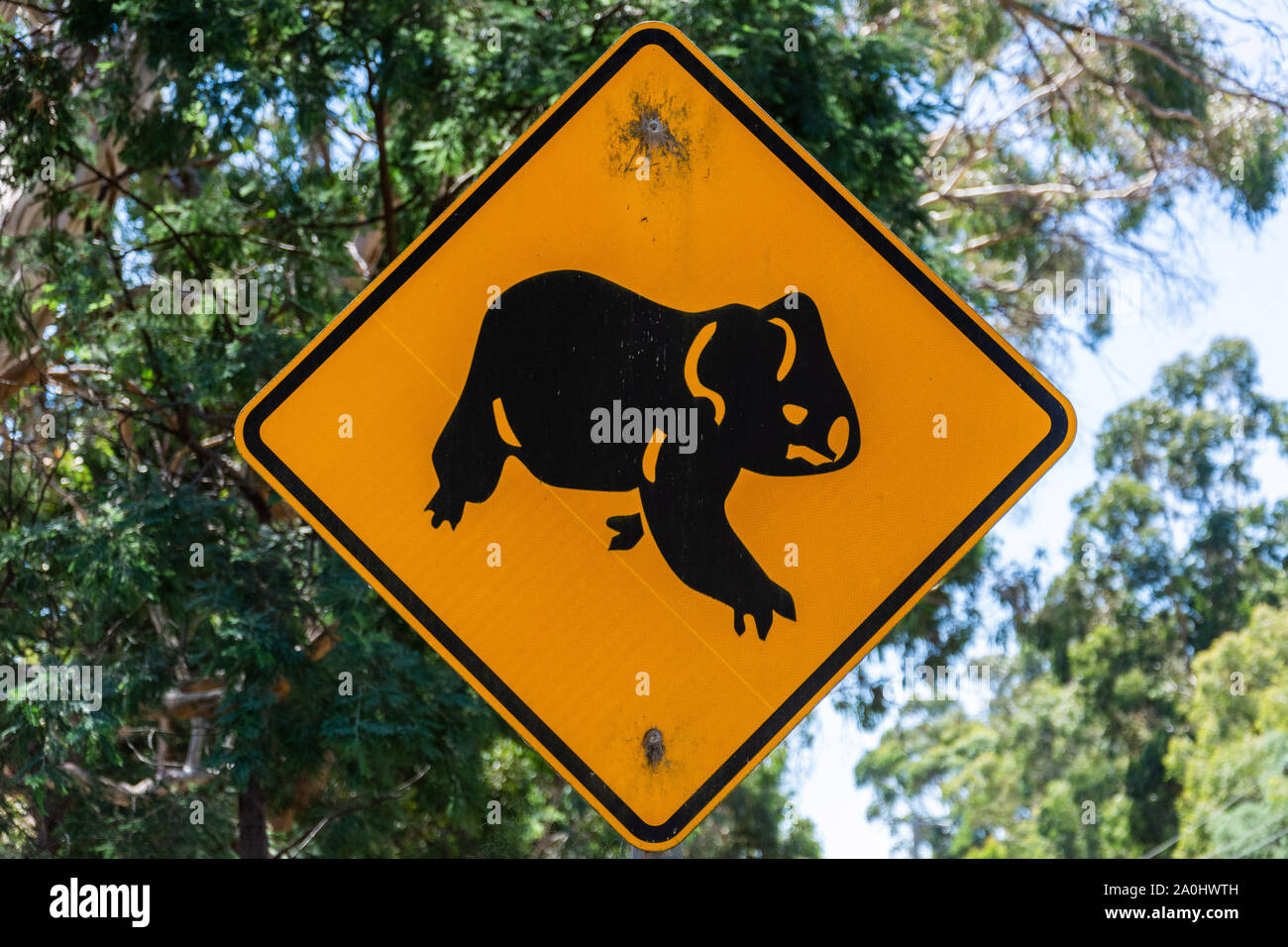 Signe de croisement animal koala Banque de photographies et d’images à