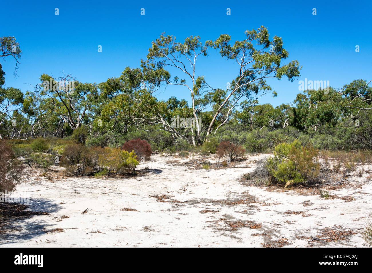 Paysage dans le parc national du désert peu à Victoria, en Australie. Banque D'Images
