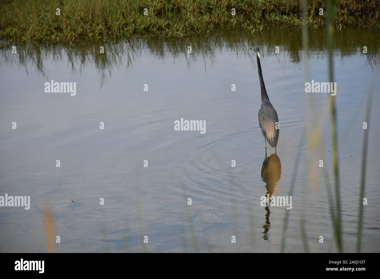 J'ai créé ce paysage photographie sur la faune Black Point dur dans le Canaveral National Seashore Parc National. Pense que les parcs nationaux et les photos. Banque D'Images