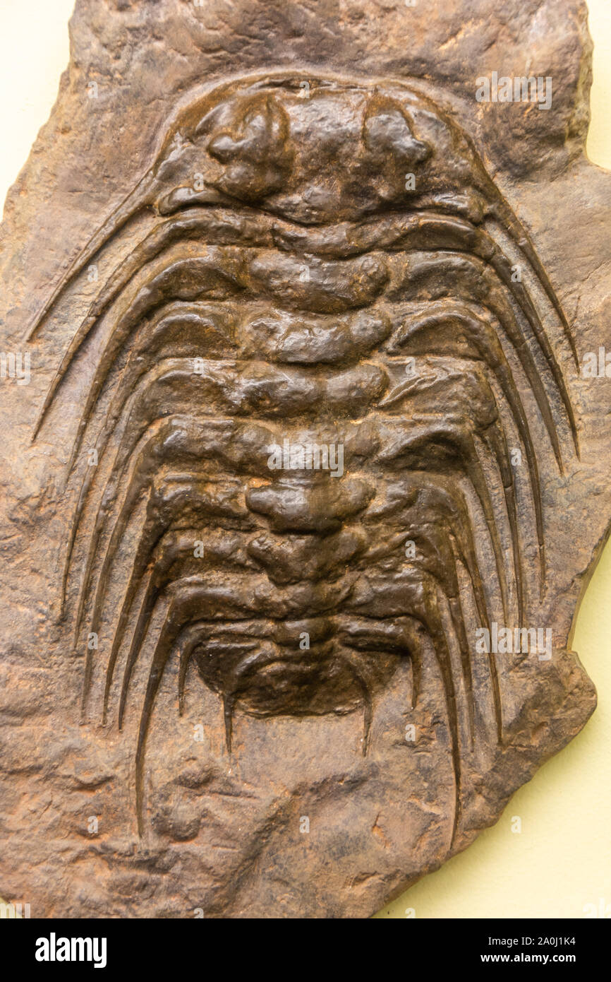 Fossiles de trilobites (Selenopeltis) Banque D'Images