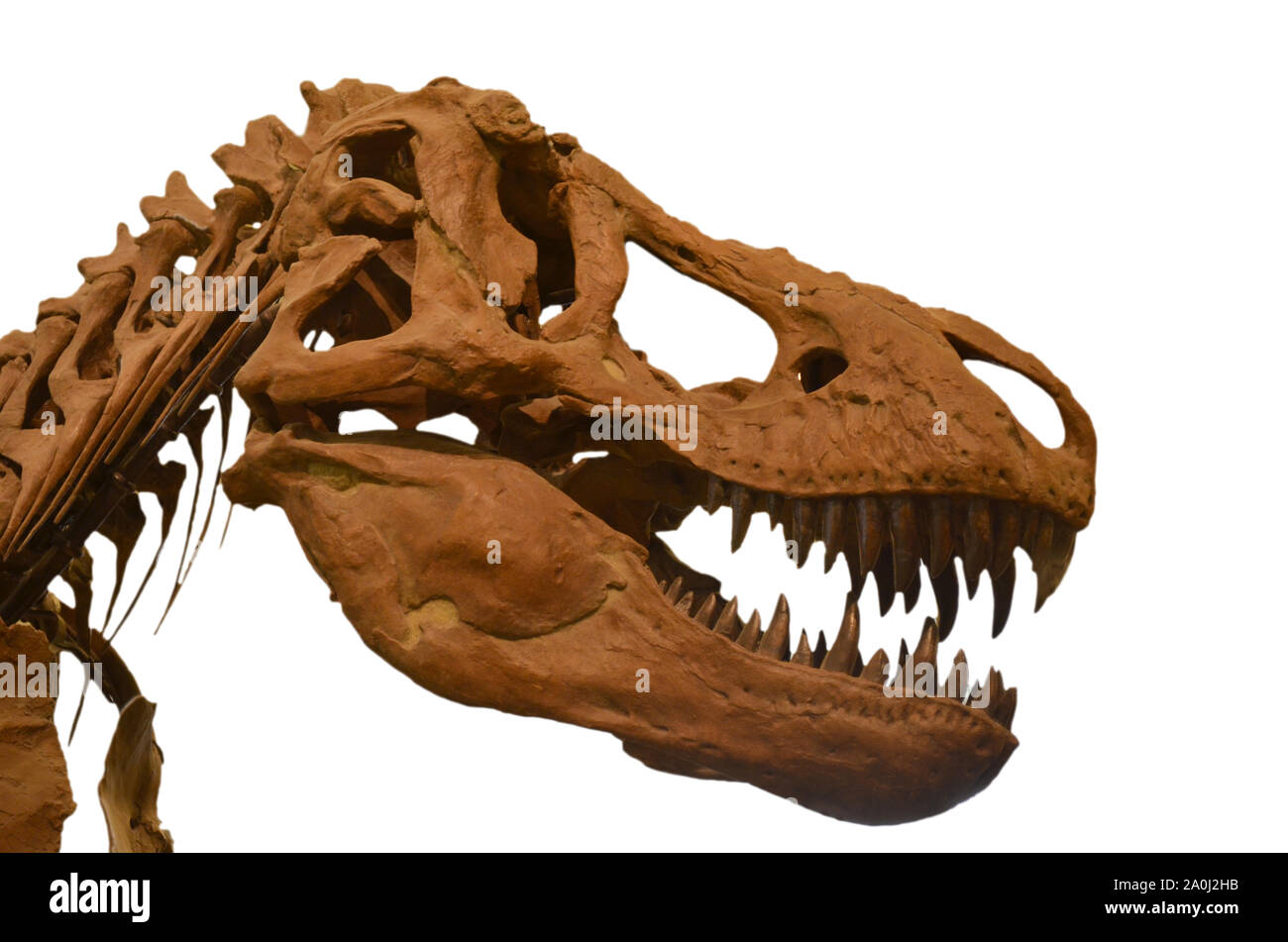 Portrait d'un crâne de tyrannosaurus rex isolé sur fond blanc. Trex — free download