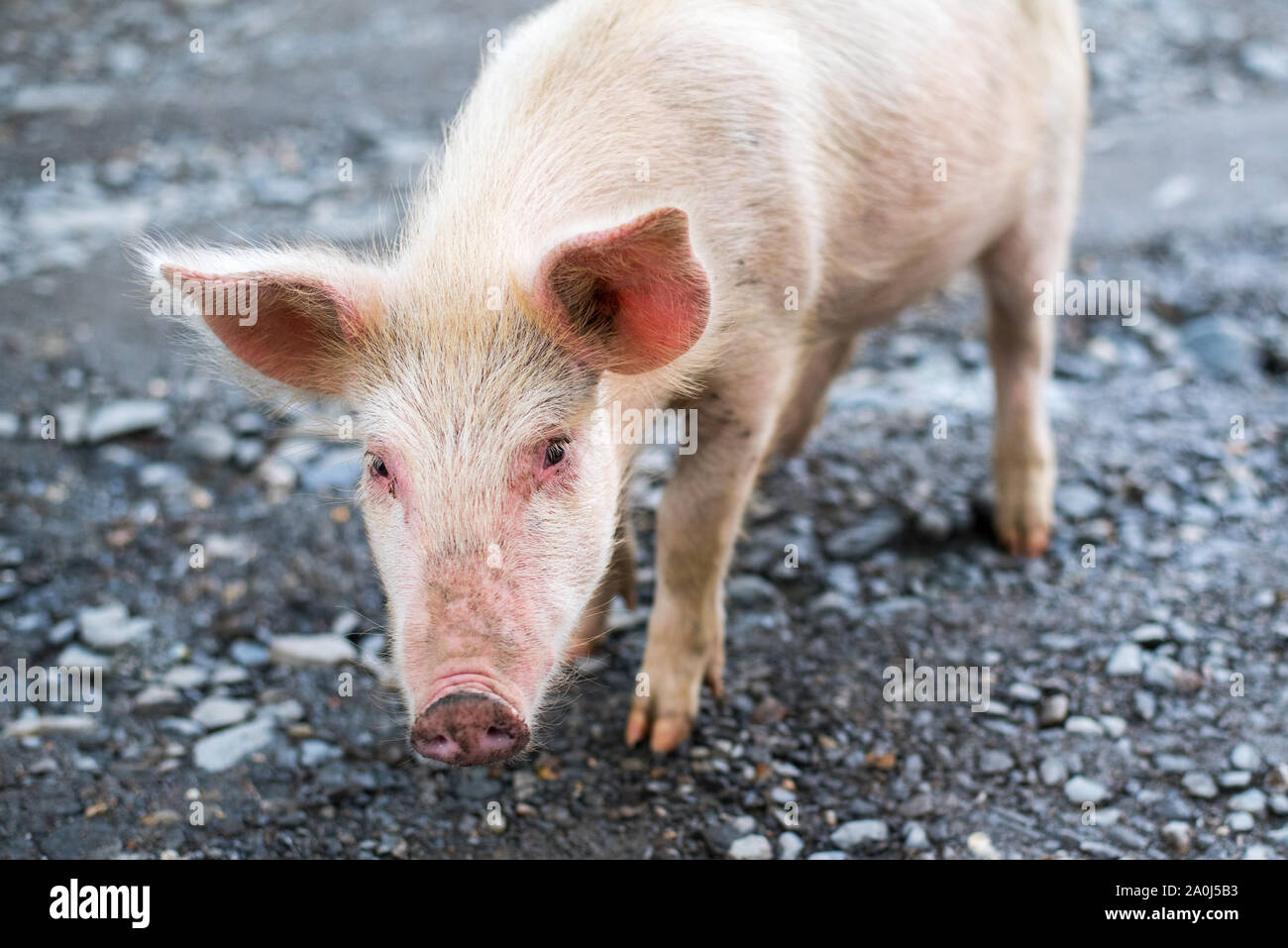 Cute piglet témoigne de la curiosité, l'attention, et de la peur. Un portrait d'une jeune à la ferme porcine. Banque D'Images