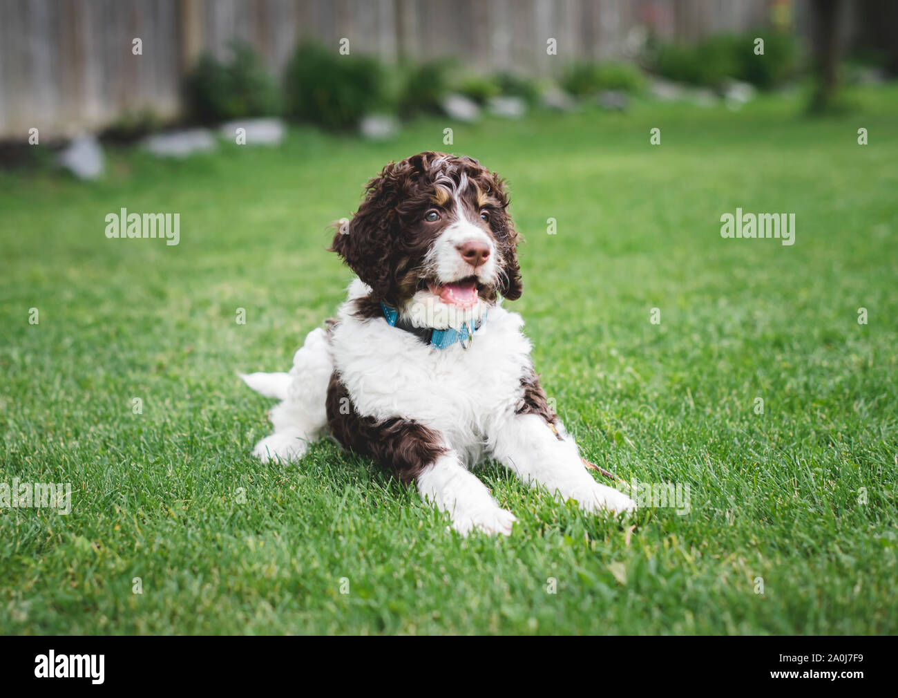 Adorable chiot bernedoodle portant sur l'herbe dans un jardin. Banque D'Images