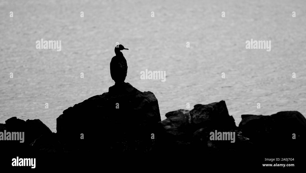 Un son d'un cormarant sillohuette près d'Ushuaia, Argentine Banque D'Images