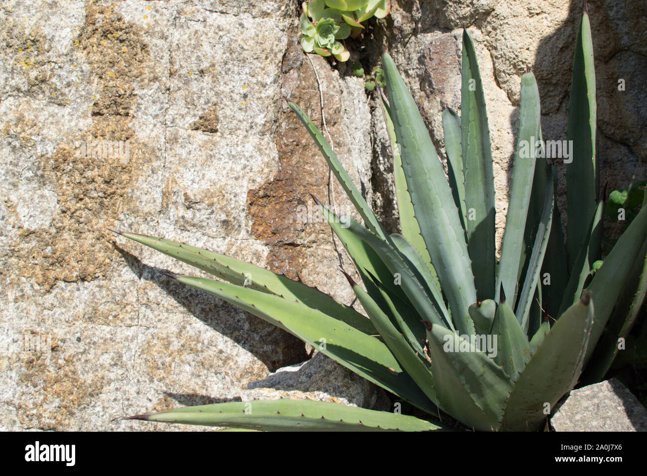 St Michael's Mount Sous Jardin Tropical Banque D'Images