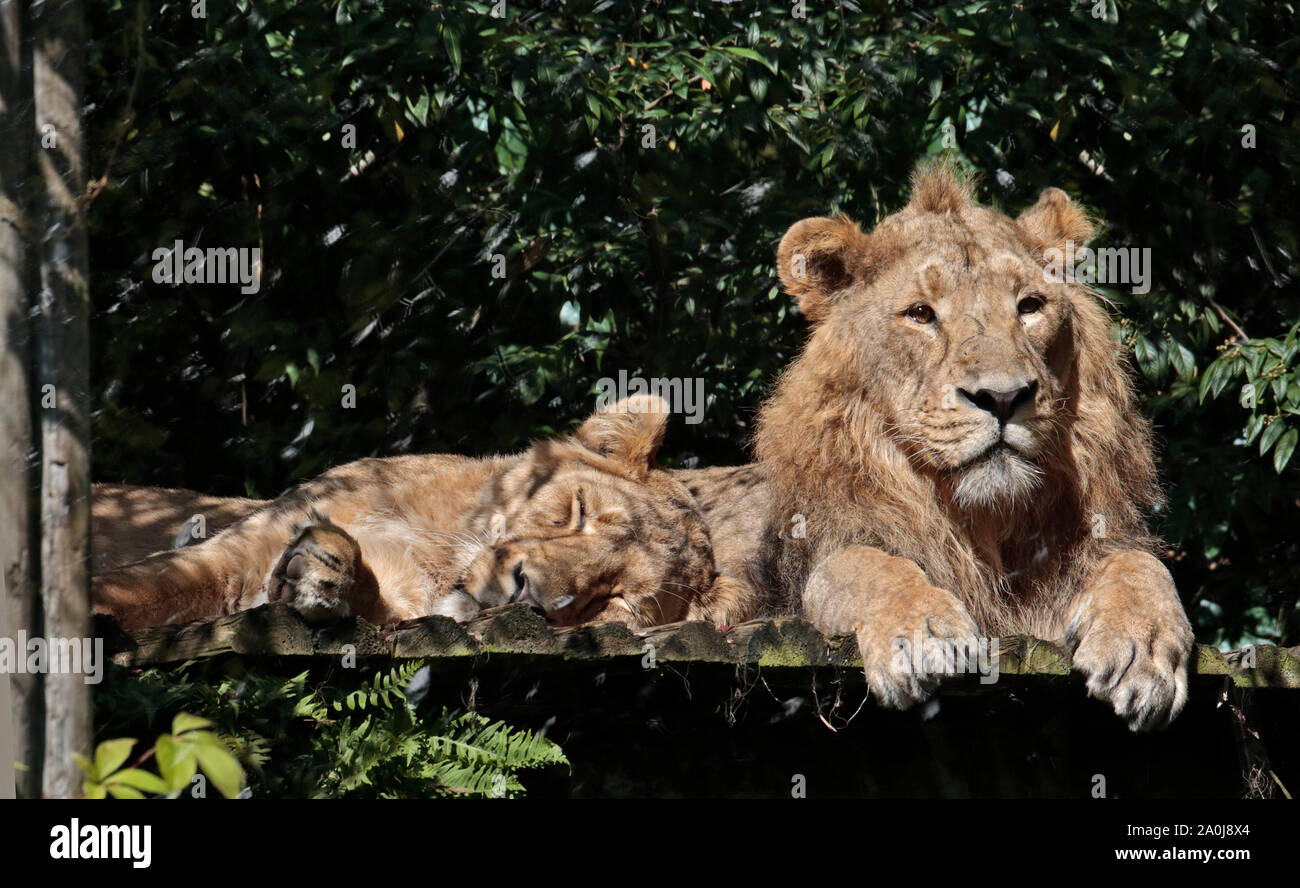 Lion d'Asie (Panthera leo persica), mâle et femelle Banque D'Images