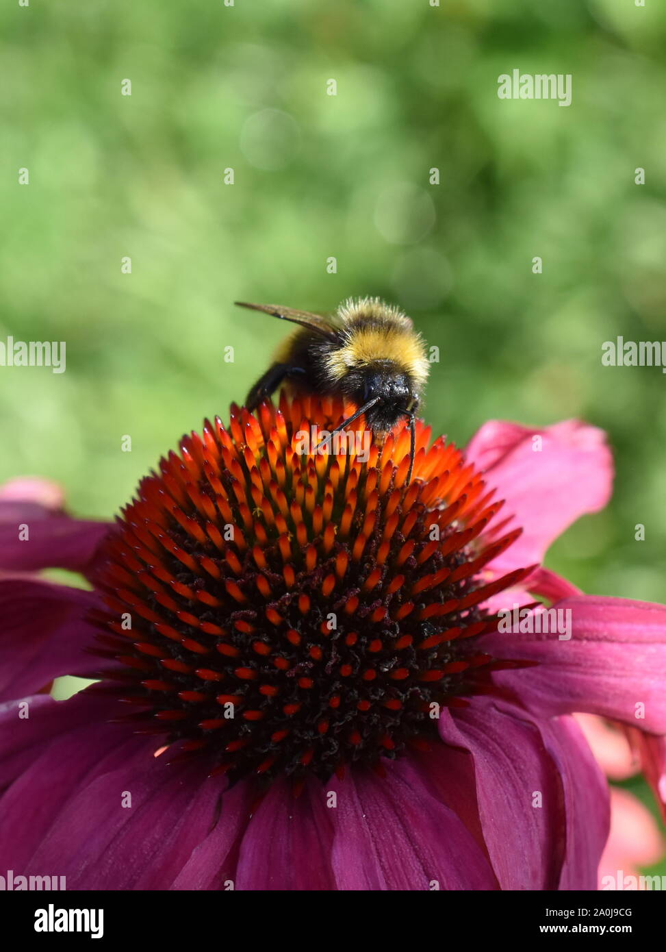 Bumblebee sur le dessus de l'échinacée échinacée rose Banque D'Images