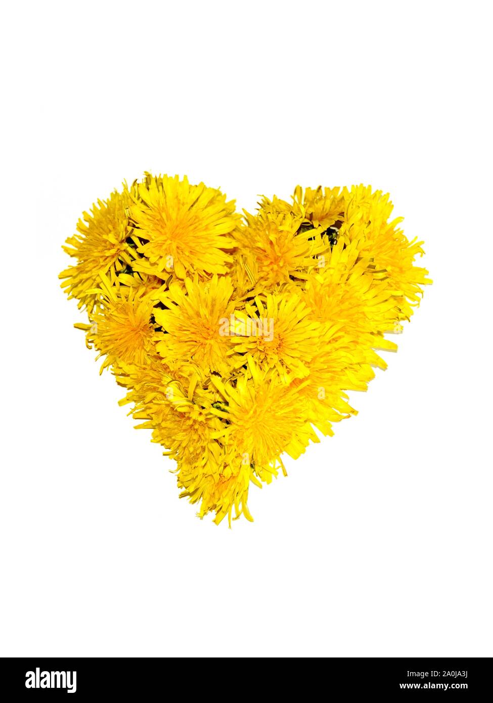 Coeur en jaune de fleurs de pissenlit Banque D'Images