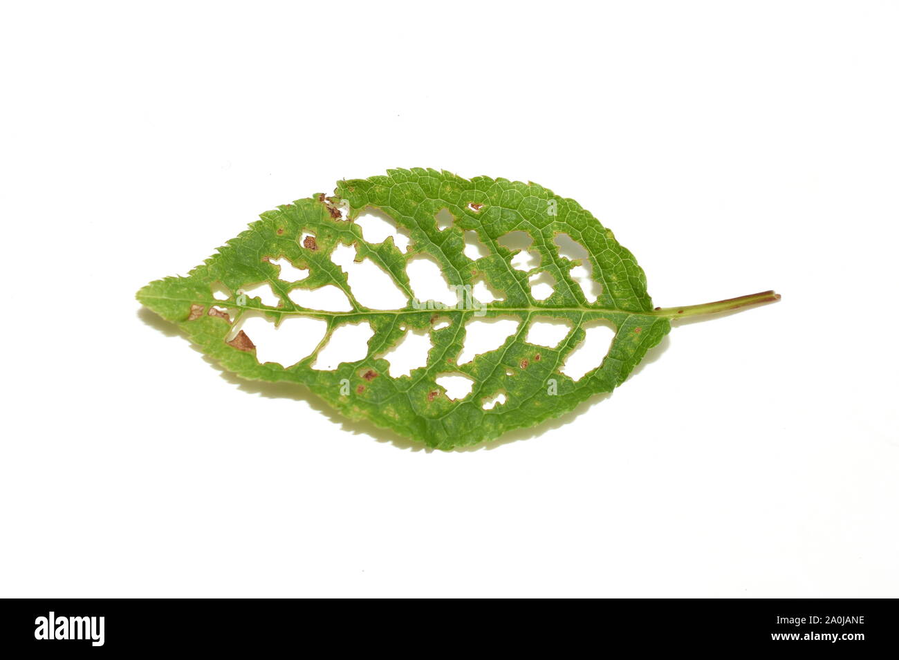 Trous dans de feuilles de cerisier des oiseaux endommagés par les insectes ravageurs Banque D'Images