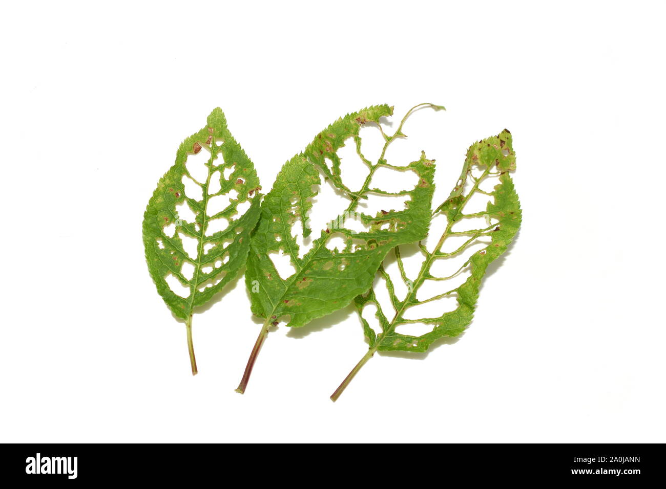 Des trous dans les feuilles de cerisier des oiseaux endommagés par les insectes ravageurs Banque D'Images