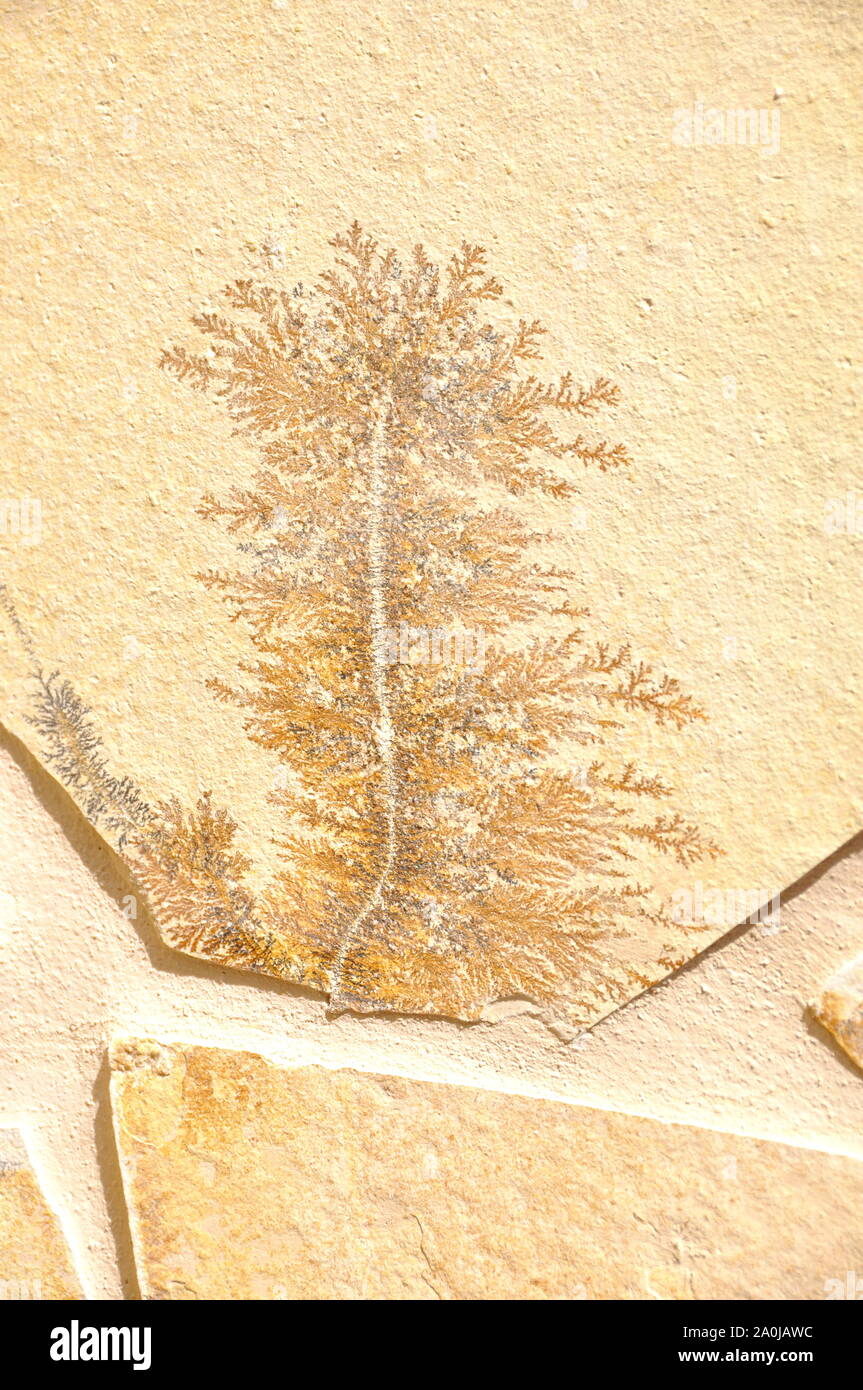 Pseudofossil sur un mur de pierre Banque D'Images