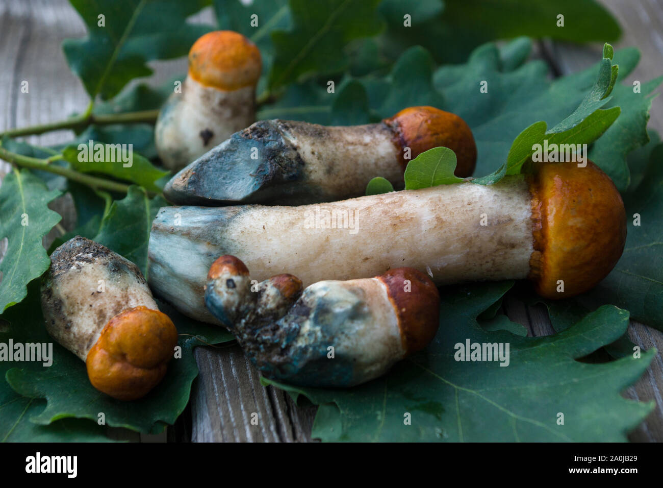 Les champignons récoltés dans la forêt Banque D'Images