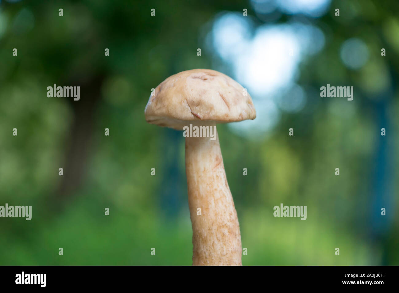 Les champignons récoltés dans la forêt Banque D'Images