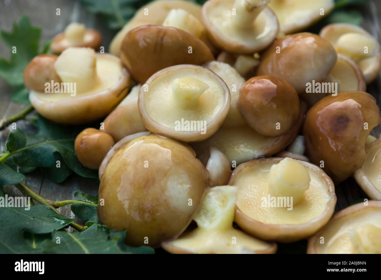 Cèpes (Suillaceae). Bolets champignons pour la cuisson. Cèpes se trouvent sur des feuilles de chêne. Banque D'Images