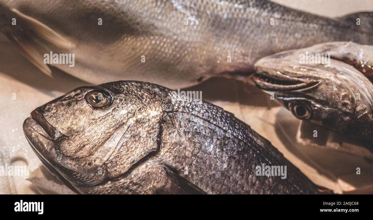 Sur le banc de poissons Banque D'Images