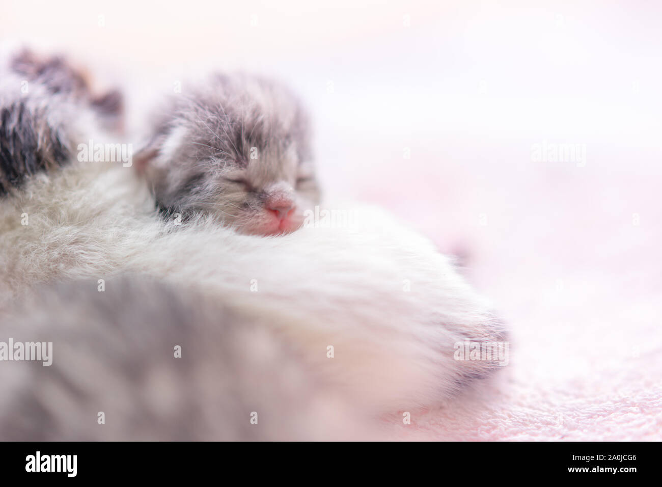 Mignon Chaton Nouveau Ne Bebe Dormir Du Sommeil Des Animaux Cinquieme Jour De Vie Libre Face Portrait Avec Copie Espace Photo Stock Alamy