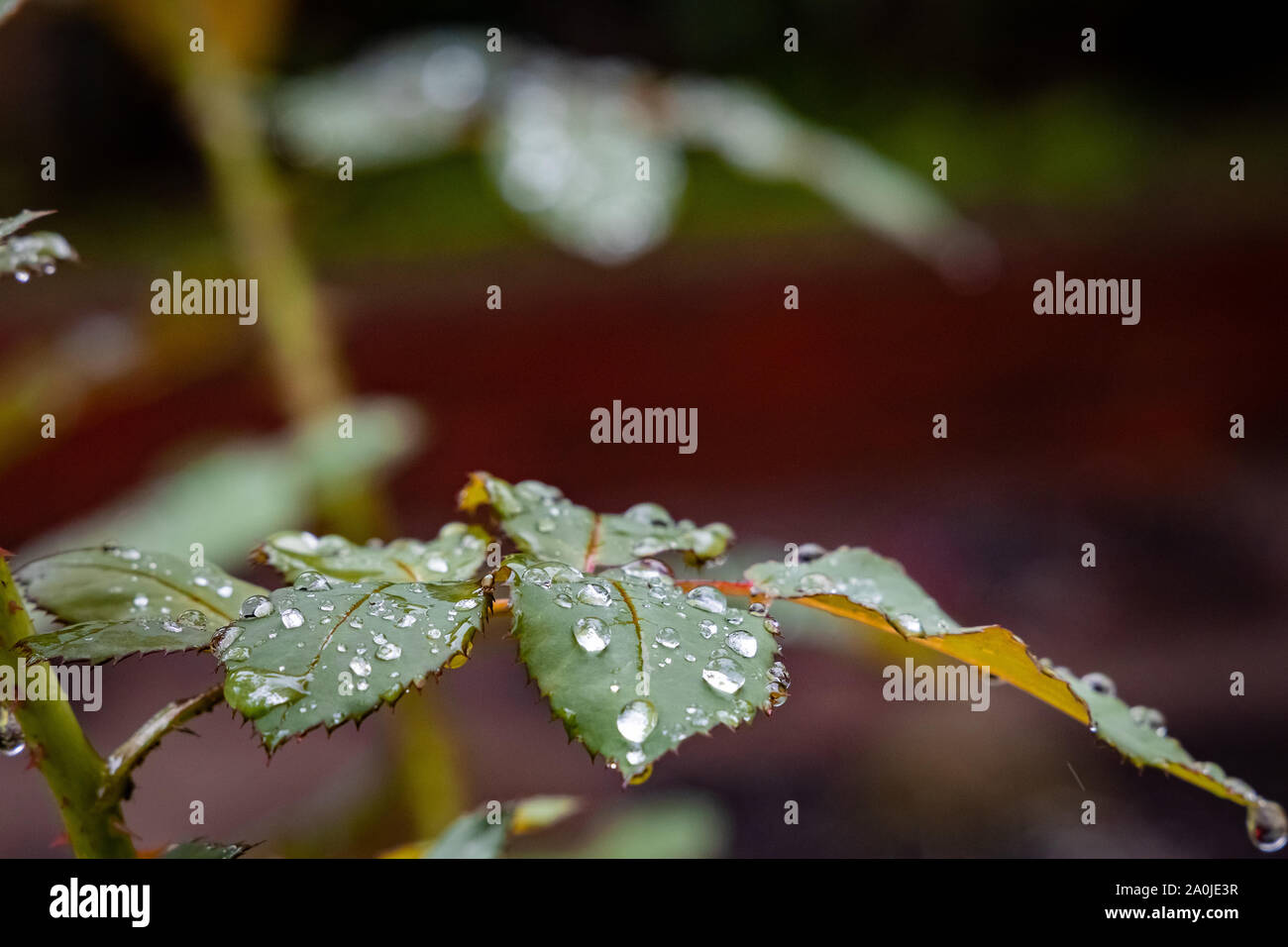 La pluie ou l'eau tombe sur un rosier Banque D'Images