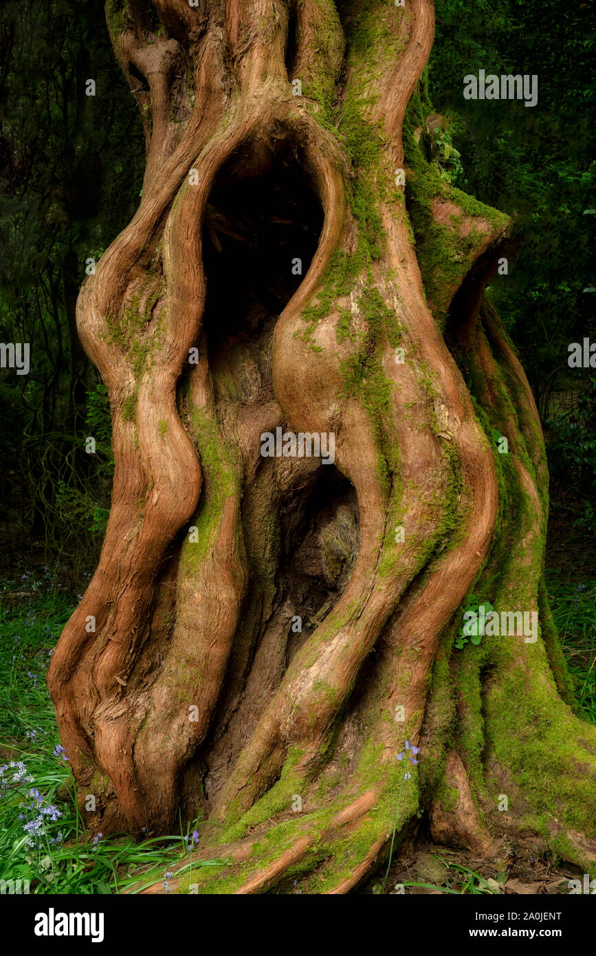 Dawn Redwood tree trunk. Trewidden Gardens, Cornwall, Angleterre Banque D'Images