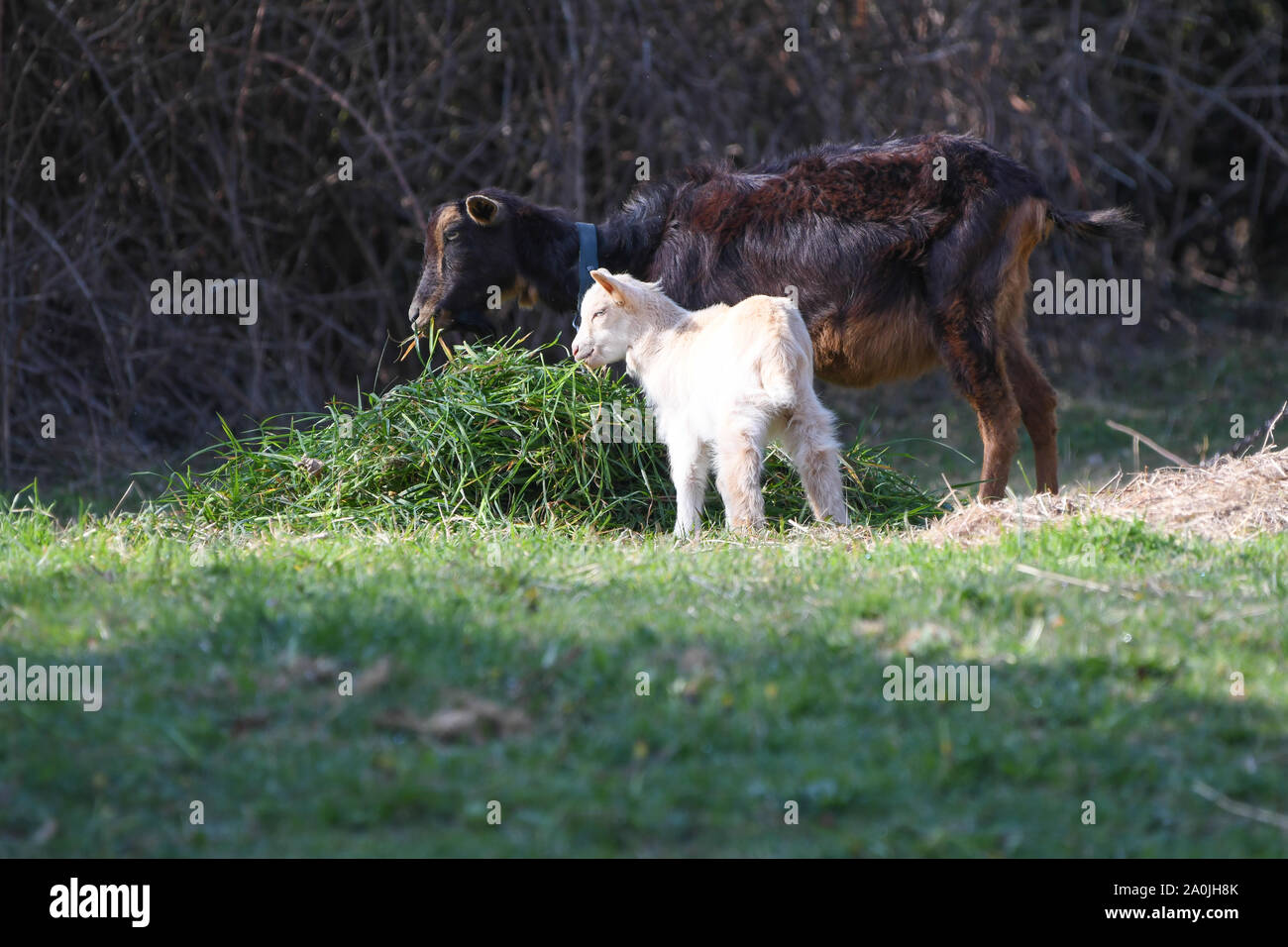 Avec ses jeunes chèvre mangeant hay Banque D'Images