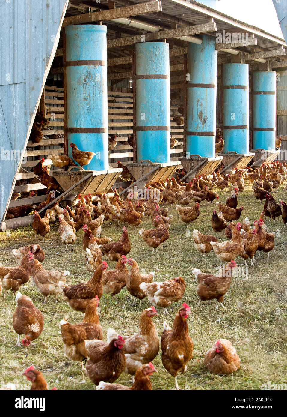 Aire de répartition libre Chickens 'Gallus gallus domesticus' , production d'œufs orangé, maisons de poulet portables, alimentation, roost, Californie. Banque D'Images