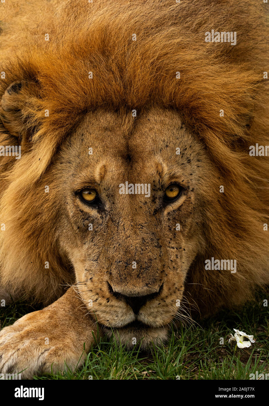 L'African Lion Portrait dans le Masai Mara Banque D'Images