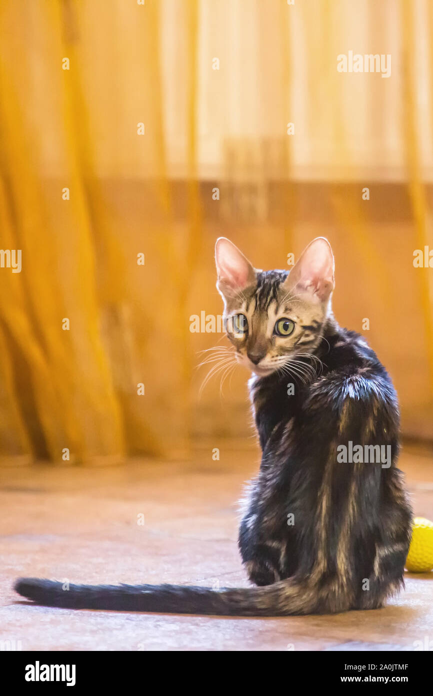 Un chat de race avec une belle couleur de laine, s'assoit et regarde dans la chambre de couleur orange Banque D'Images