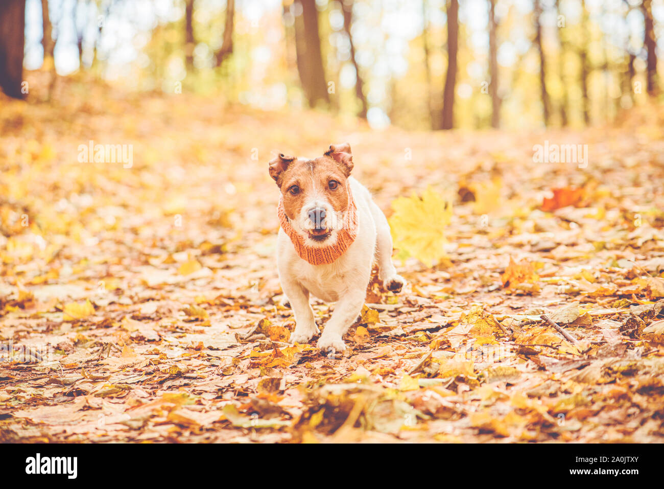 Golden Autumn concept avec drôle de chien qui court en descente et jouer à park Banque D'Images