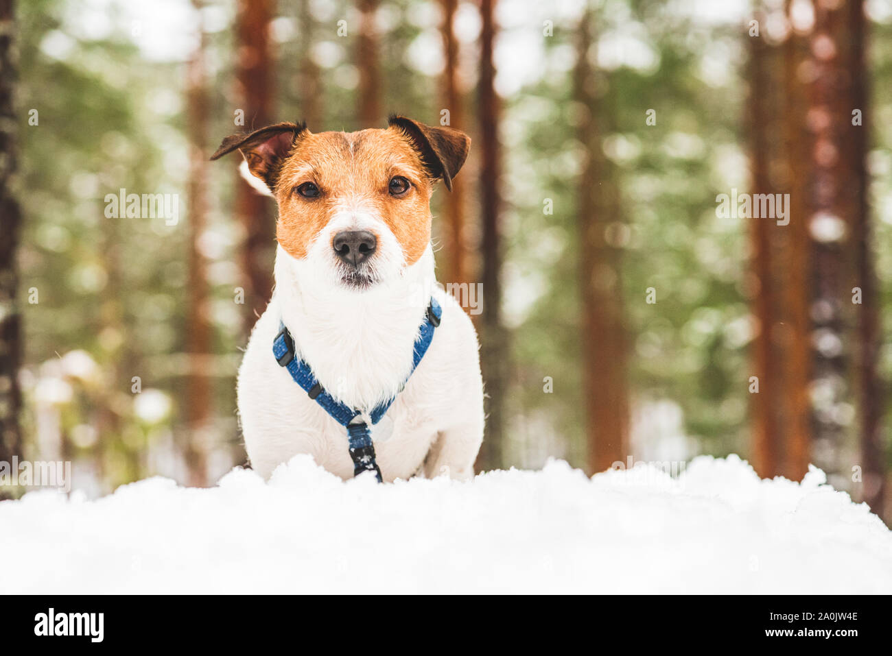 Portrait de chien dans la neige durant matin promenade en forêt Banque D'Images
