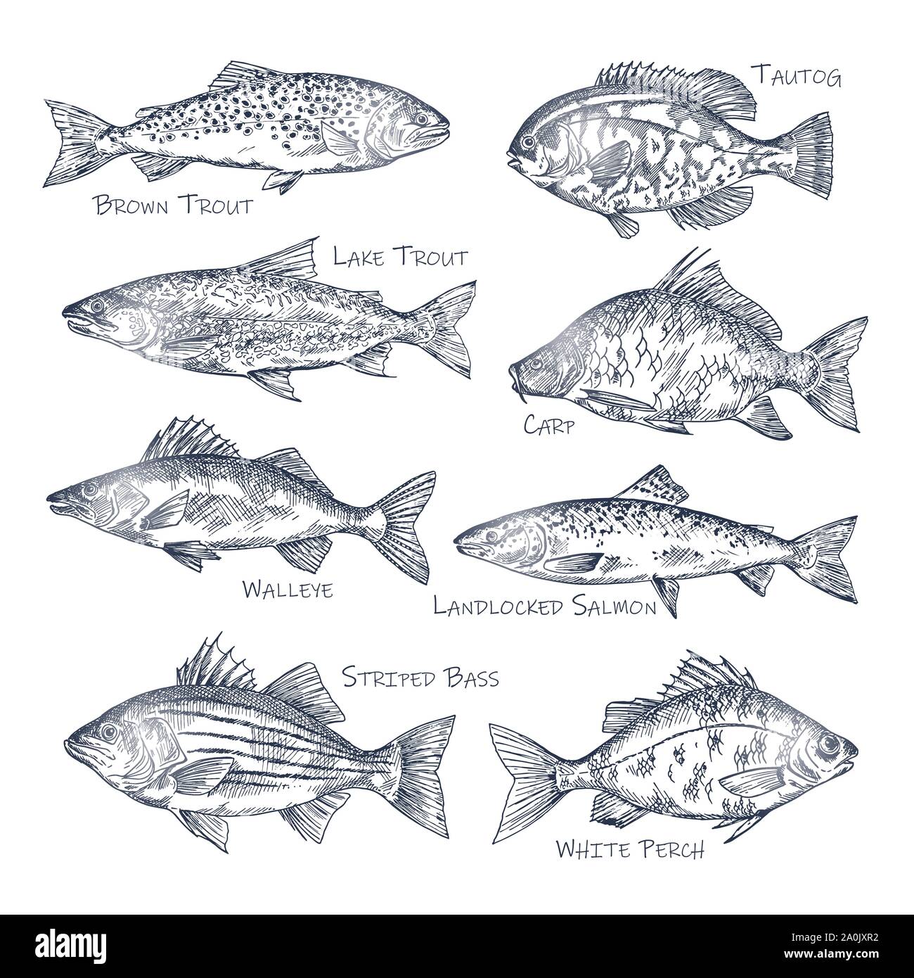 Vue latérale sur l'océan et sur la mer, les poissons de rivière sketch Illustration de Vecteur