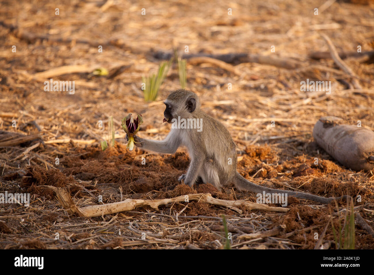Un jeune singe mange la fleur de l'arbre Kigelia africana, sasuage, dans l'ombre, le Ruaha National Park, Tanzanie Banque D'Images