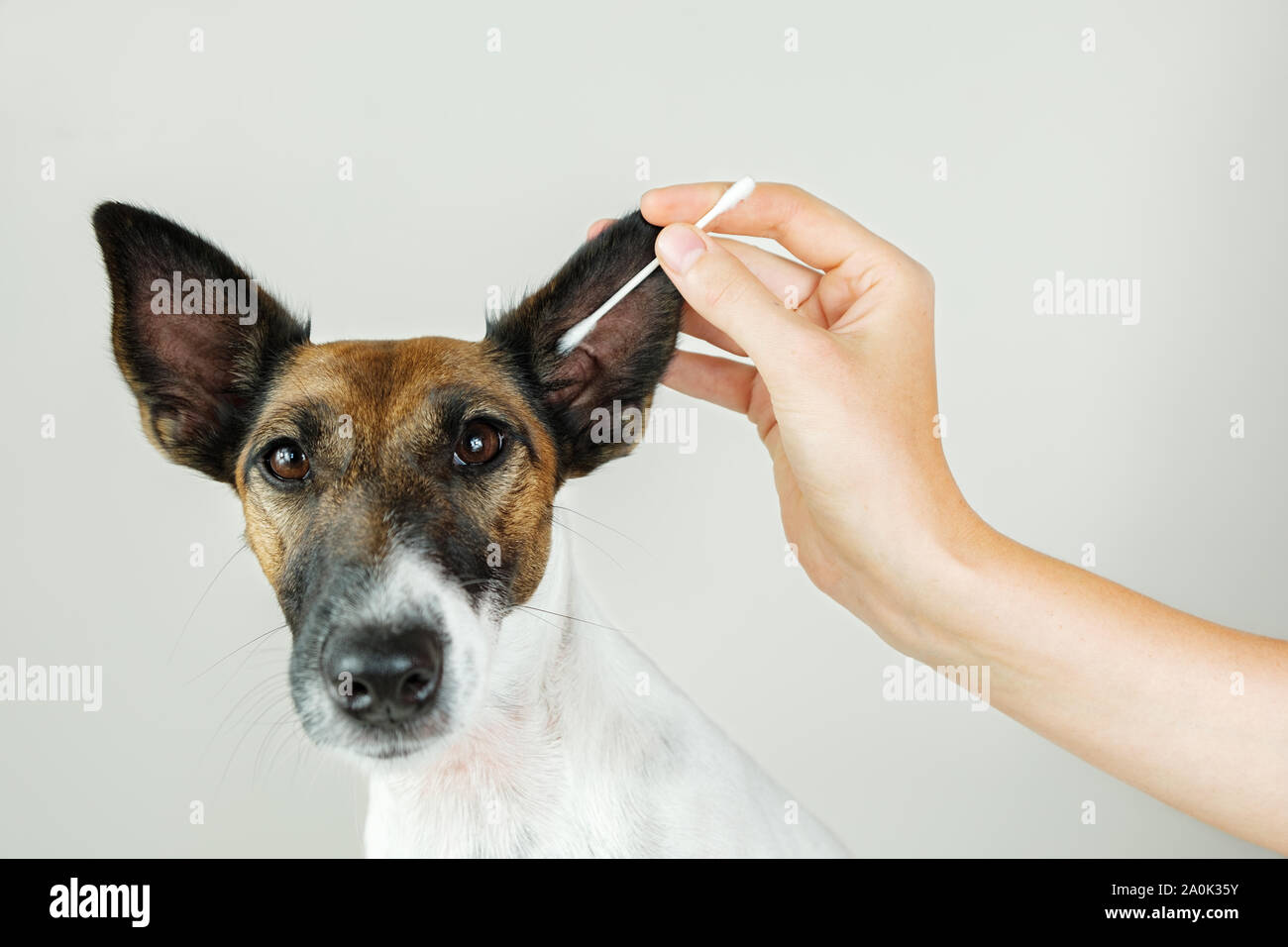 Un nettoyage de l'oreille du chien avec un bâton de l'oreille de coton. Le  concept de soins de santé du chien et de l'hygiène de l'oreille, les  infections de l'oreille de chien