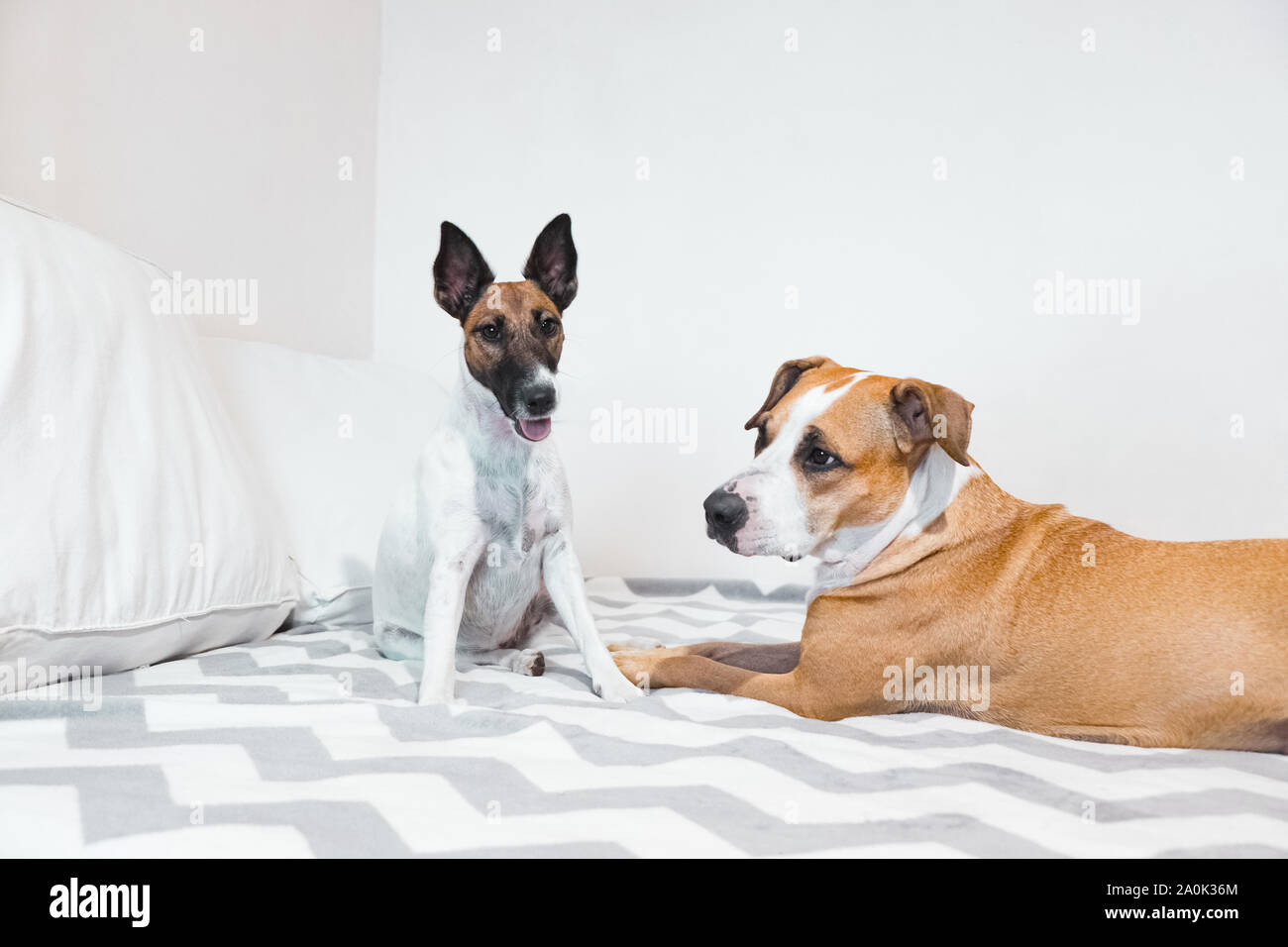 Deux jeunes chiens excités jouant sur lit dans une chambre bien éclairée. Concept d'amitié entre deux animaux de compagnie, chien de travail ou de sommeil à la fin de semaine. Banque D'Images