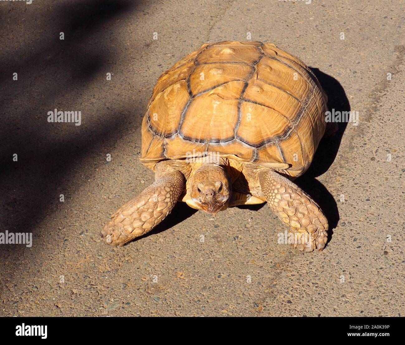 Tortue Calgado sur une soirée ramper, un géant d'Afrique Banque D'Images