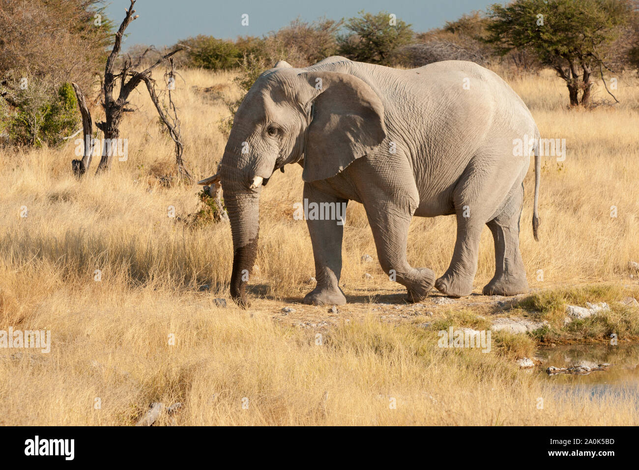 À l'éléphant d'un trou d'eau naturel dans le parc national d'Etosha, Namibie, Afrique Banque D'Images