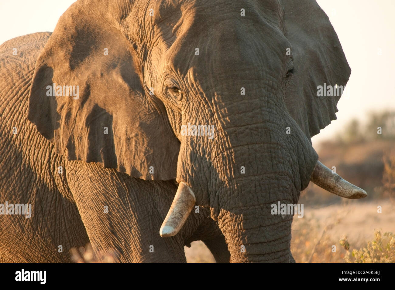 Close up d'un éléphant d'Afrique à un trou d'eau naturel dans le parc national d'Etosha, Namibie, Afrique Banque D'Images