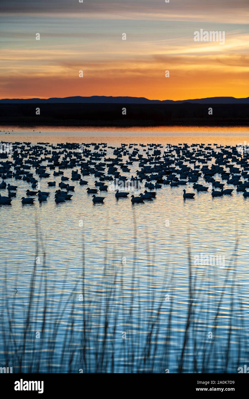 Les herbes, l'oie des neiges (Chen caerulescens) en étang, et montagnes, Bosque del Apache National Wildlife Refuge, Nouveau Mexique USA Banque D'Images