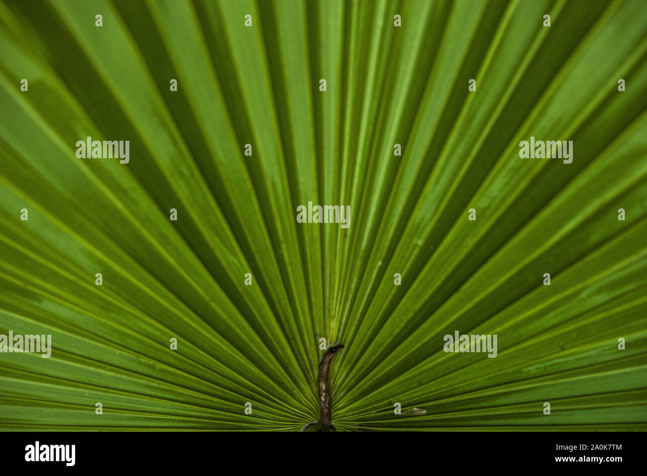 Fan palm Chamaerops in jungle Banque D'Images