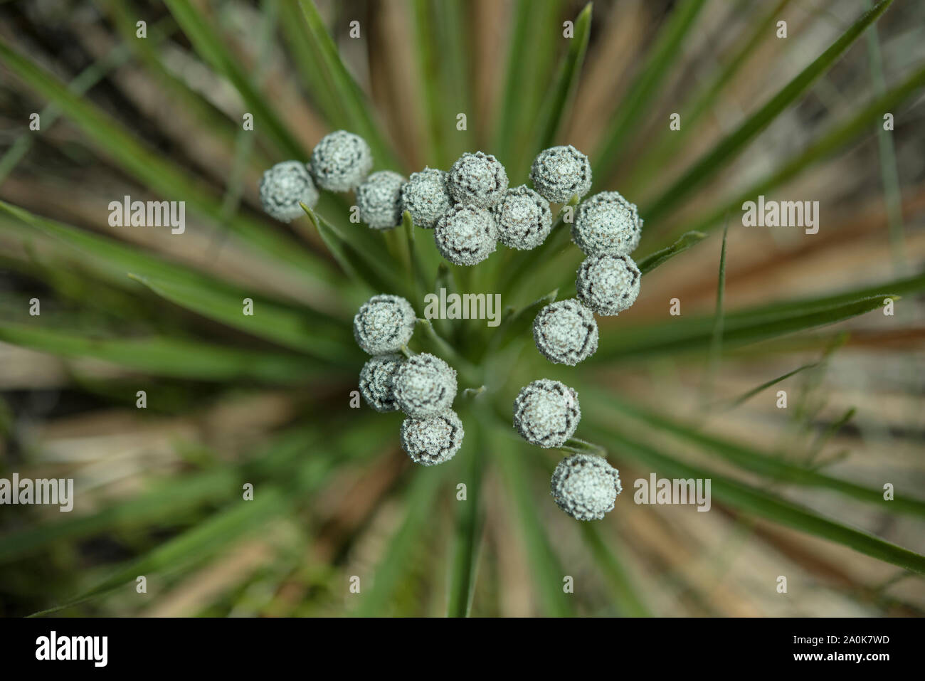 Fleurs d'Evergreen dans la forêt Banque D'Images