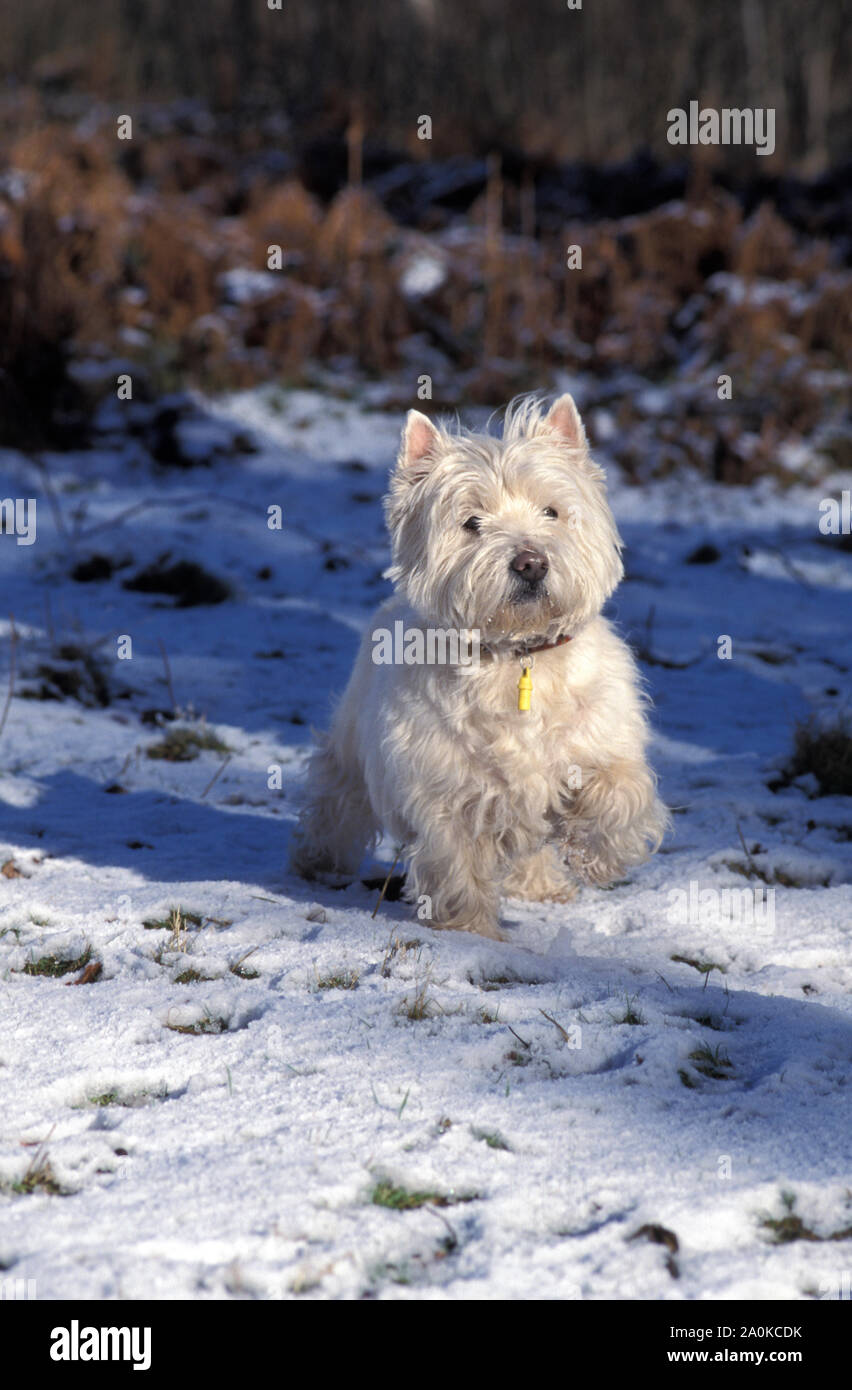 West Highland White Terrier sitting in snow Banque D'Images