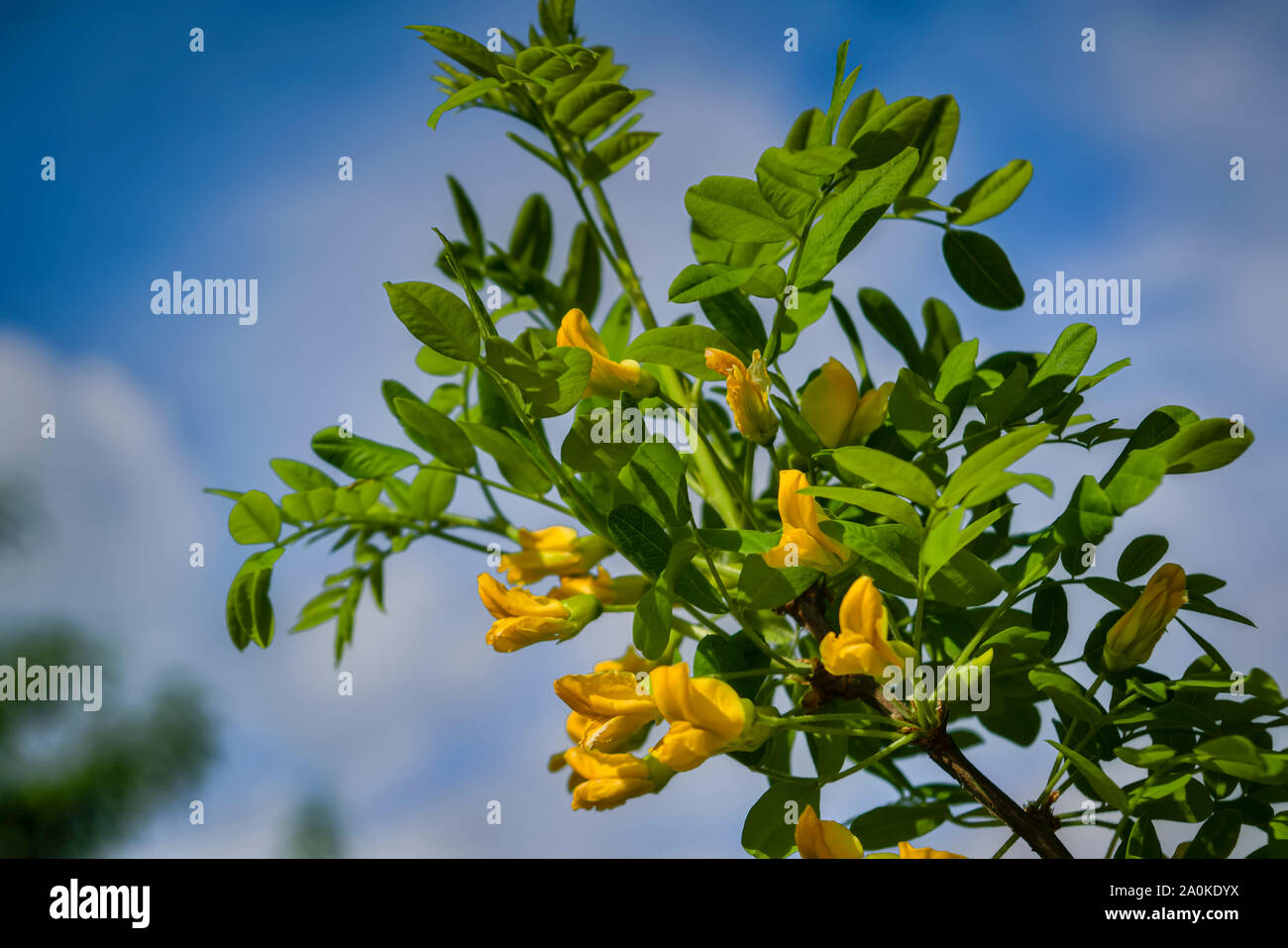 Belles fleurs jaunes de Caragana arborescens contre bokeh background en journée de printemps ensoleillée. Banque D'Images