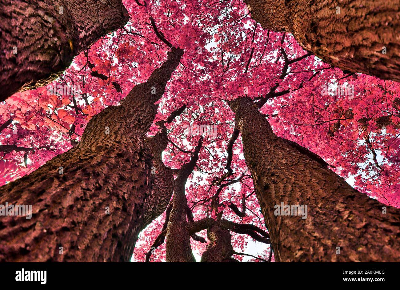 Belle vue sur fantaisie violet et rose arbre infrarouge coups à une forêt Banque D'Images