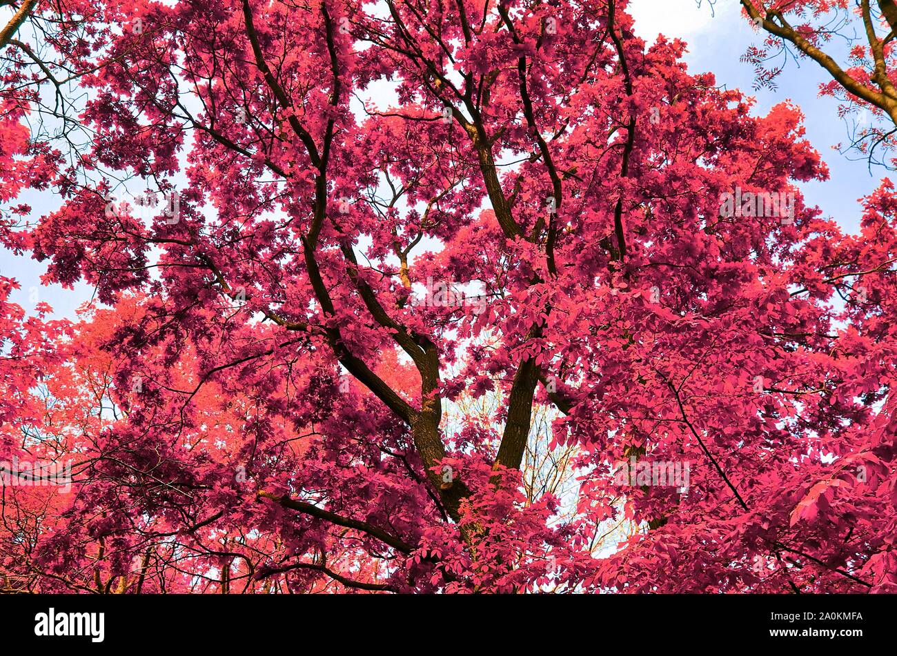 Belle vue sur fantaisie violet et rose arbre infrarouge coups à une forêt Banque D'Images