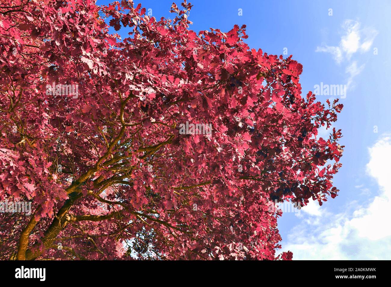 Belle vue sur fantaisie violet et rose arbre infrarouge coups à une forêt Banque D'Images