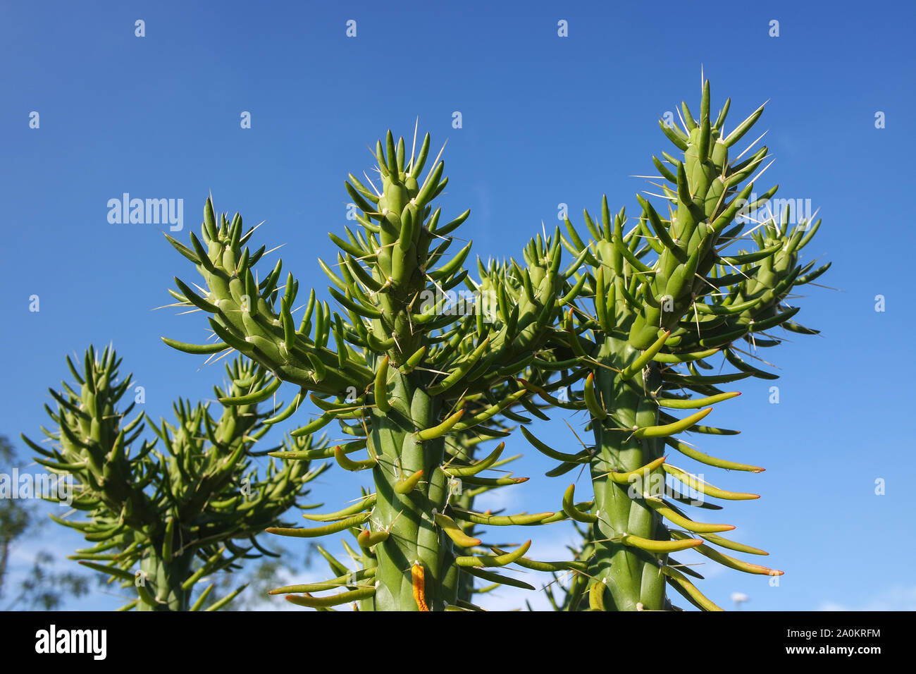 Cactus & succulentes Banque D'Images