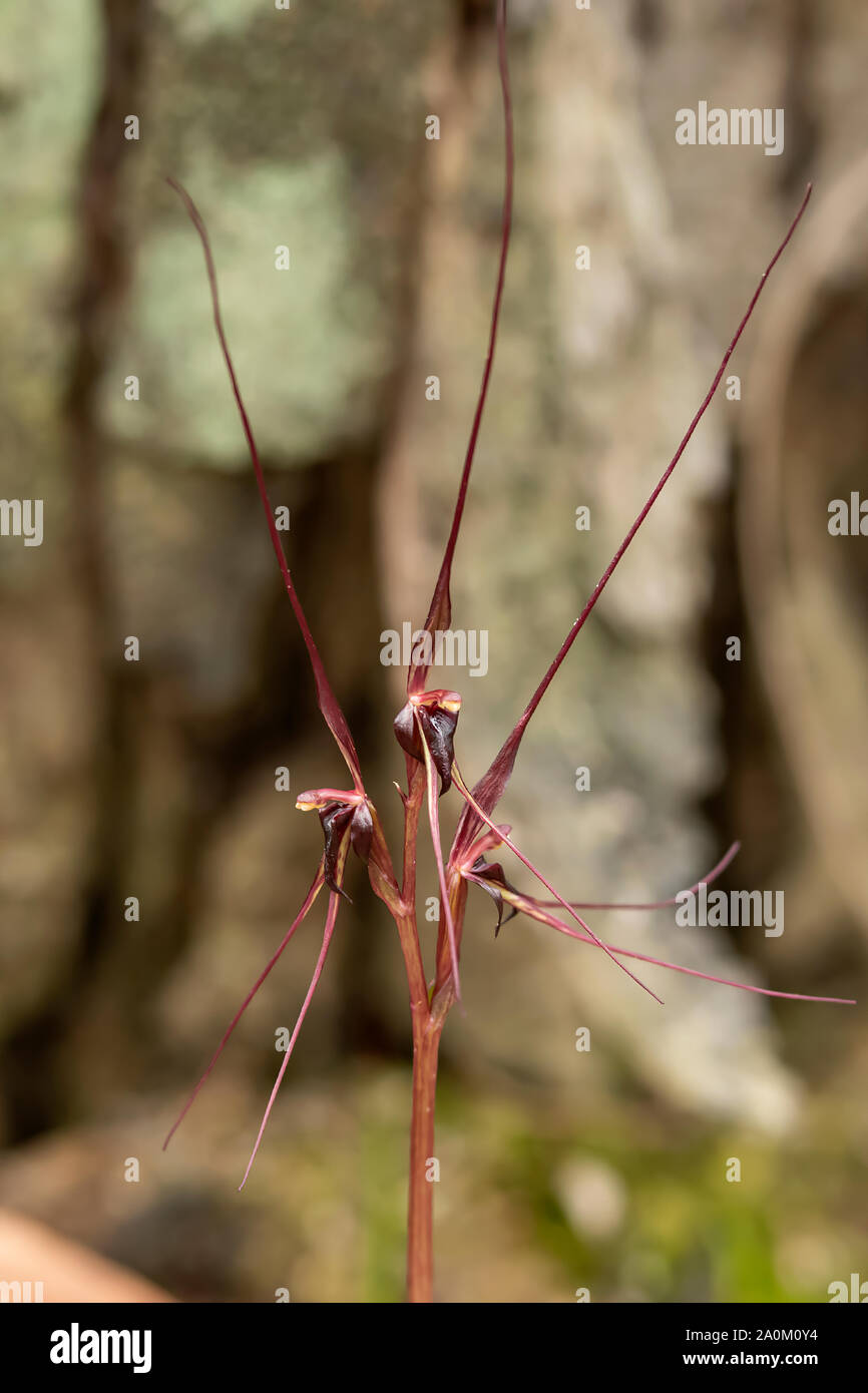 Acianthus caudatus, Orchidée d'éphémères Banque D'Images