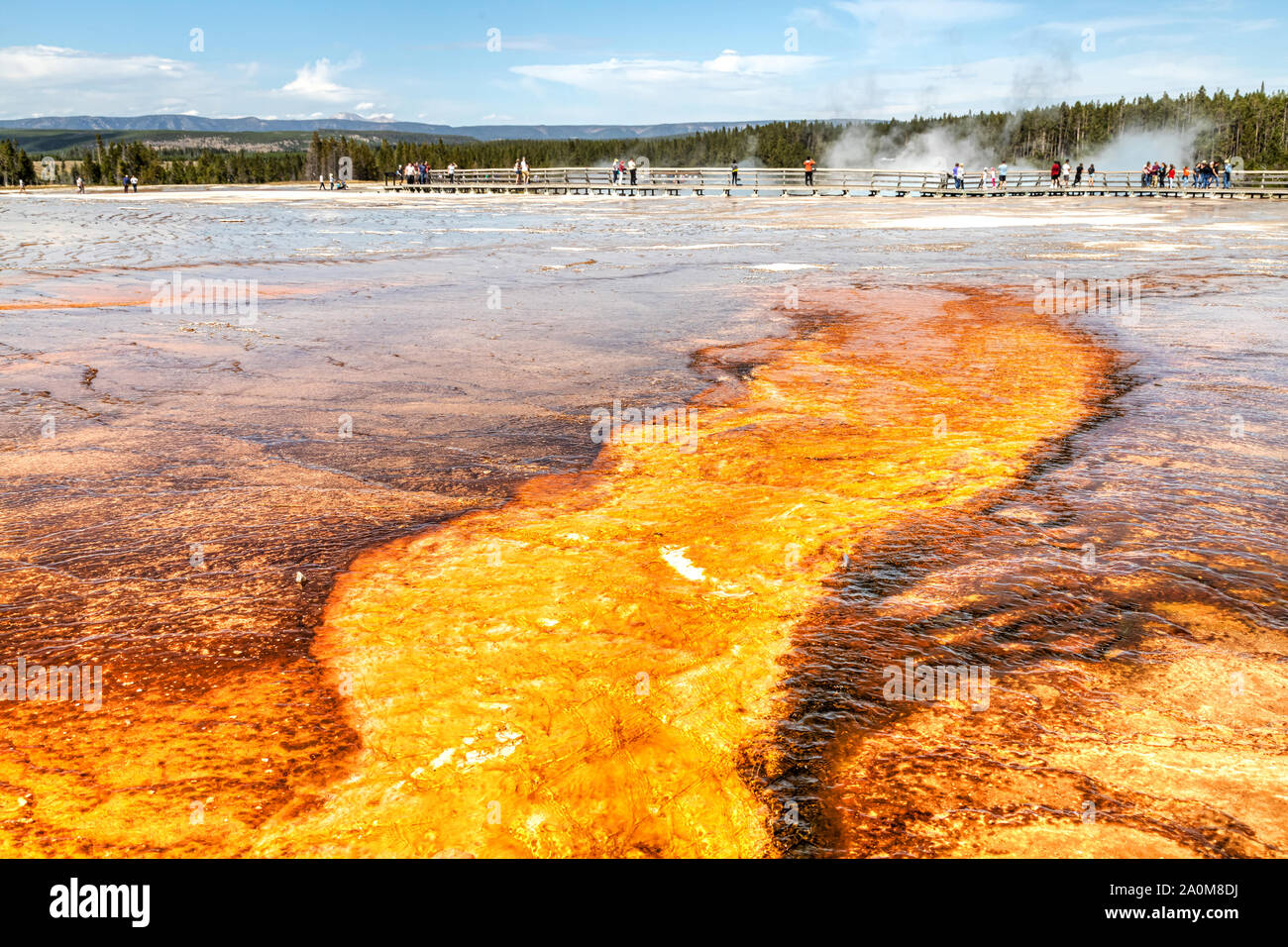 La vapeur s'élève du Grand Prismatic Spring dans le Parc National de Yellowstone. C'est le plus grand Hot Spring à Yellowstone National Park avec jusqu'à 330 supplément Banque D'Images